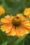 Natural closeup on the colorful orange blossoming sneezeweed Helenium autumnale