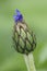 Natural closeup on an emerging blue flower bud of Mountain cornflower, Centaurea montana in green leaves