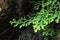 Natural closeup fern leaf agains shallow depth of field for background