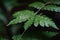 Natural closeup fern leaf agains shallow depth of field for background