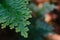 Natural closeup fern leaf agains shallow depth of field for background