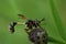 Natural closeup on the odd looking waisted beegrabber fly, Physocephala rufipes