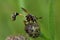 Natural closeup on the odd looking waisted beegrabber fly, Physocephala rufipes