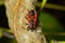 Natural closeup on the red firebug, Pyrrhocoris apterus sitting on a leaf in the garden