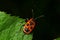 Natural closeup on the red firebug, Pyrrhocoris apterus sitting on a leaf in the garden