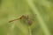 Natural closeup on a Ruddy darter dragonfly, Sympetrum sanguineum