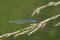 Natural closeup on the Small Red-eyed Damselfly, Erythromma viridulum, perched on dried grass