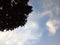 Natural clouds as viewed under trees