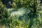 natural cobwebs spider web in morning light with dew drops