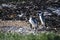 Natural colony of jackass penguins on the beach on the coastline of the Fynbos coast in South Africa in the locality of betty`s