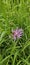 Natural colored close-up of an Early Bee, Bombus head, perched on purple Knapweed