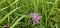 Natural colored close-up of an Early Bee, Bombus head, perched on purple Knapweed