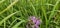 Natural colored close-up of an Early Bee, Bombus head, perched on purple Knapweed