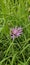 Natural colored close-up of an Early Bee, Bombus head, perched on purple Knapweed