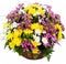 Natural colorful asters in a basket