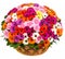 Natural colorful gerberas in a basket