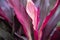 Natural Colorful Pink purple cordyline Leaves flower texture background wallpaper