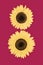 Natural colorful sunflower on pink background. isolated