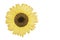 Natural colorful sunflower on white background. isolated