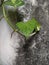 Natural concept. ivory betel leaf with a dull wall background