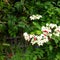 Natural concept of white and red nona makan sirih flower in the garden