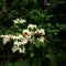 natural concept of white and red nona makan sirih flower in the garden