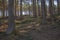 Natural Coniferous forest in germany during spring time