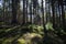 Natural Coniferous forest in germany during spring time