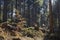 Natural Coniferous forest in germany during spring time