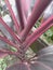 The natural Cordyline terminalis is growing on the branch occurs in the natural garden