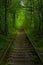 Natural corridor formed by trees aside railway