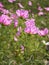 Natural Cosmos flower in field