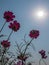 Natural Cosmos flower and sun ray