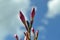 Natural cosmos Flowers with sky