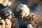 Natural cotton bolls ready for harvesting