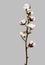 Natural Cotton Branch  with seven cotton boll on vertical image