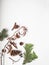 Natural creative christmas composition of various forest plant parts on a white background. Top view. copy space