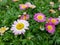 Natural cute pinky daisy flower in the garden.