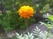 Natural Dahaspethiya flower of Sri Lanka