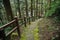 Natural damp steps downward in pine forest
