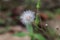 Natural dandelion flower  bloom  nature