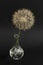 Natural Dandelion Flower in mini glass vase on black background