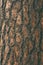 The natural dark tree and wood surface texture or background in vintage, dark or scary style