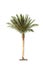 Natural Date Palm tree isolated