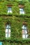 Natural decorations. Ivy plant on wall of building. Green leaves surface with windows. Decorated with ivy. Green ivy