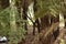 Natural Deep Rain forest/Jungle In India Big Trees And Tree Branches Greenery Stock Photograph