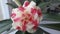 Natural Desert Rose Flower Exotic Plant