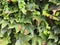 Natural desktop background green leaves of a climbing hedera plant. A live fence.