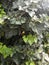 Natural desktop background green leaves of a climbing hedera plant. A live fence.