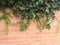 Natural desktop background green leaves of a climbing hedera plant on a red old brick wall.